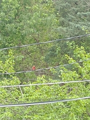 Cardinalis cardinalis