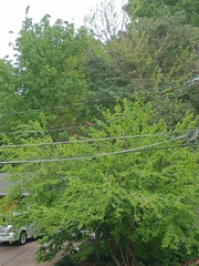 Cardinalis cardinalis