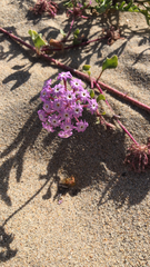 Abronia umbellata