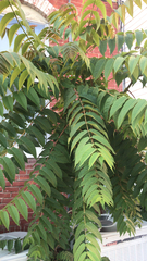 Ailanthus altissima