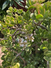 Angiospermae