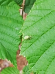 Phyllobius pomaceus