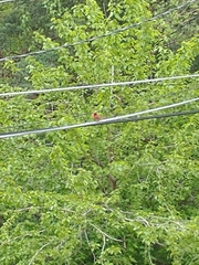 Cardinalis cardinalis