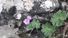 Geranium
