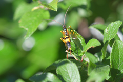 Amblyteles armatorius