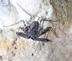 Phrynichidae