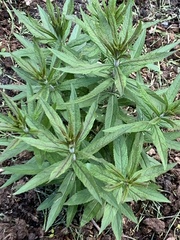 Veronicastrum virginicum