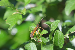 Amblyteles armatorius