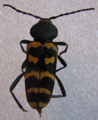 Calloides nobilis