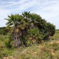 Chamaerops humilis