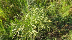 Puccinia sii-falcariae