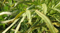 Puccinia sii-falcariae