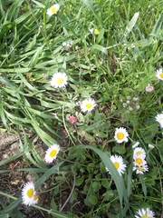 Bellis perennis