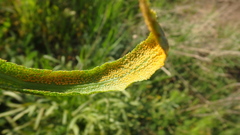 Puccinia sii-falcariae