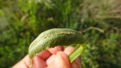 Puccinia sii-falcariae