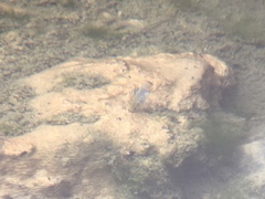 Cyprinodon nevadensis mionectes