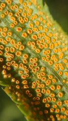 Puccinia sii-falcariae