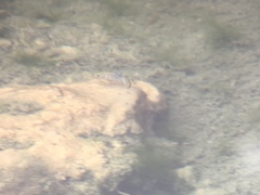 Cyprinodon nevadensis mionectes