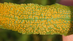 Puccinia sii-falcariae
