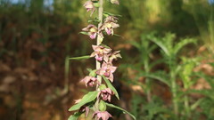 Epipactis helleborine tremolsii