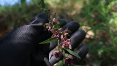 Epipactis helleborine tremolsii