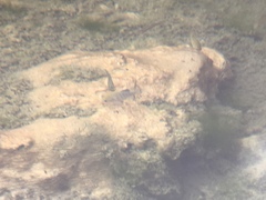 Cyprinodon nevadensis mionectes