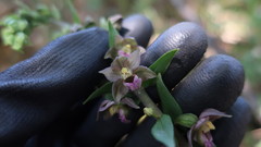 Epipactis helleborine tremolsii