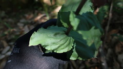 Epipactis helleborine tremolsii