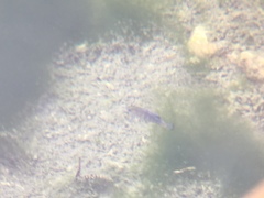 Cyprinodon nevadensis mionectes