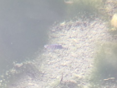 Cyprinodon nevadensis mionectes