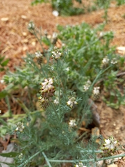Platycapnos spicata