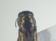 Agrilus bespencus