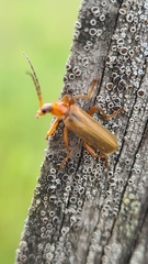 Cantharis rufa