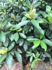 Psychotria asiatica