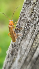 Cantharis rufa