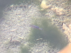 Cyprinodon nevadensis mionectes