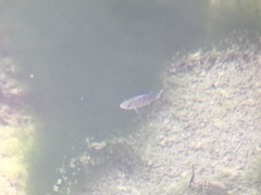 Cyprinodon nevadensis mionectes