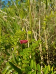 Tephrosia spicata