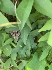 Catocala lineella