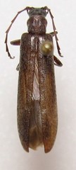 Calopus angustus