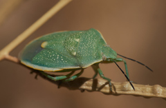 Chlorochroa uhleri