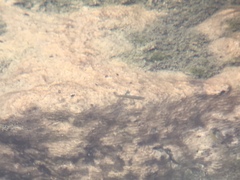 Rhinichthys osculus nevadensis