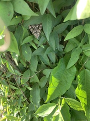 Catocala lineella