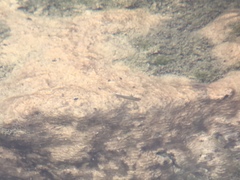 Rhinichthys osculus nevadensis