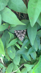 Catocala lineella