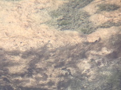 Rhinichthys osculus nevadensis