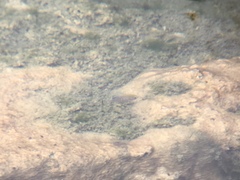 Cyprinodon nevadensis mionectes