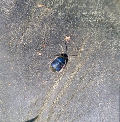 Sehirus cinctus albonotatus