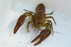 Austropotamobius pallipes