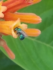 Calloceratina
